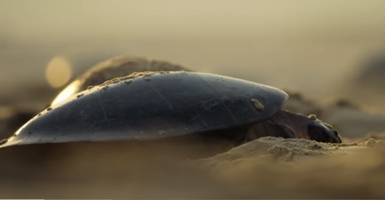  Fenomena Langka: Jutaan Tukik Kura-Kura Raksasa Sungai Amazon Menetas Bersamaan