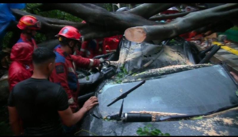 Pohon Besar Tumbang di Jalan Darmawangsa Raya, Empat Mobil Tertimpa