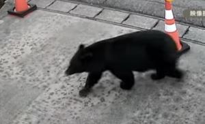 Jepang Kerahkan Polisi Bersenjata Rifle ke Iwate dan Akita untuk Tangani Serangan Beruang