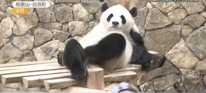  Antusiasme Memuncak, Waktu Melihat Panda di Kebun Binatang Ueno Dibatasi Satu Menit