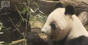 Hari Terakhir Panda Kembar di Jepang, Ribuan Pengunjung Padati Kebun Binatang Ueno