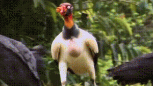  Keajaiban Dunia Burung: Dari “Penjaga Savana” hingga “Penjahit Daun”