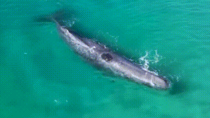  Satwa Laut Tantang Kapal Induk AS: Dari Paus hingga Hiu, Kisah Nyata yang Ubah Strategi Militer