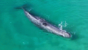  Satwa Laut Tantang Kapal Induk AS: Dari Paus hingga Hiu, Kisah Nyata yang Ubah Strategi Militer