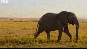  Dramatis di Savana: Gajah Tua Selamat dari Serangan Hyena, Diselamatkan Tim Medis dan Kembali ke Kawanan