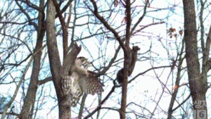  Kejamnya Hukum Alam: Dari Elang hingga Pelikan, Predator Udara Tak Kenal Ampun