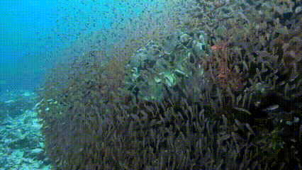 Samudra Pasifik: Dunia Biru Raksasa yang Menyimpan Kehidupan, Misteri, dan Ancaman Kepunahan 