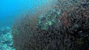 Samudra Pasifik: Dunia Biru Raksasa yang Menyimpan Kehidupan, Misteri, dan Ancaman Kepunahan