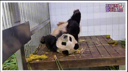 Kehangatan Musim Semi di Dunia Panda: Momen Menggemaskan Keluarga Bao Bersama Bunga Sakura