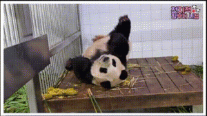 Kehangatan Musim Semi di Dunia Panda: Momen Menggemaskan Keluarga Bao Bersama Bunga Sakura