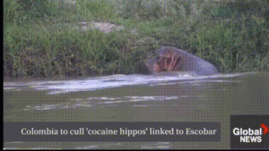 Populasi “Kuda Nil Kokain” di Kolombia Meledak, Pemerintah Siapkan Langkah Kontroversial
