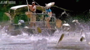 Invasi Ikan Mas Asia Ancam Ekosistem Sungai Amerika, Dari Solusi Jadi Bencana