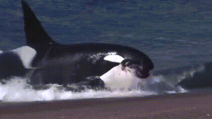  Orca: Predator Cerdas Penguasa Lautan yang Menjaga Keseimbangan Ekosistem