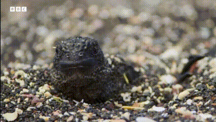  Drama Alam Liar: Pertarungan Hidup dan Mati di Berbagai Penjuru Dunia