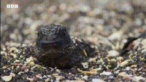  Drama Alam Liar: Pertarungan Hidup dan Mati di Berbagai Penjuru Dunia