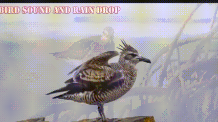 Keindahan Burung Liar Hadirkan Ketenangan, Pesona Alam Kian Diminati