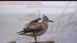 Keindahan Burung Liar Hadirkan Ketenangan, Pesona Alam Kian Diminati