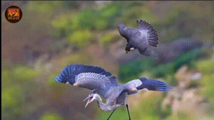  Dari Elang hingga Orca, Inilah Predator Paling Dominan di Langit dan Laut