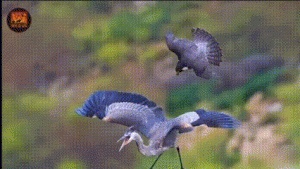  Dari Elang hingga Orca, Inilah Predator Paling Dominan di Langit dan Laut