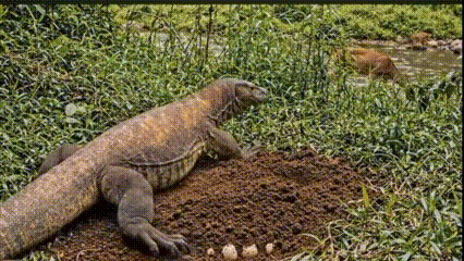  Perjalanan Brutal Komodo Diangkat dalam Dokumenter Sinematik, Dari Telur hingga Predator Pulau 