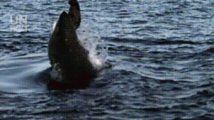 Duel Mematikan di Lautan: Strategi Predator Ungkap Sisi Brutal Alam Bawah Air