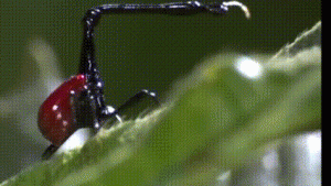  Keajaiban Dunia Serangga: Strategi Bertahan Hidup yang Nyaris Tak Masuk Akal