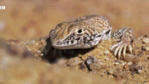  Kehidupan Ekstrem di Gurun: Strategi Bertahan Hidup dari Semut Perak hingga Kuda Liar