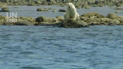  Pertarungan Hidup di Alam Liar: Strategi, Kesabaran, dan Adaptasi Menentukan Segalanya