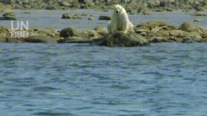  Pertarungan Hidup di Alam Liar: Strategi, Kesabaran, dan Adaptasi Menentukan Segalanya