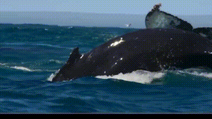  Raksasa Laut Antartika: Dari Paus Biru hingga Orca, Pertarungan Hidup di Ujung Bumi