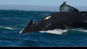  Raksasa Laut Antartika: Dari Paus Biru hingga Orca, Pertarungan Hidup di Ujung Bumi