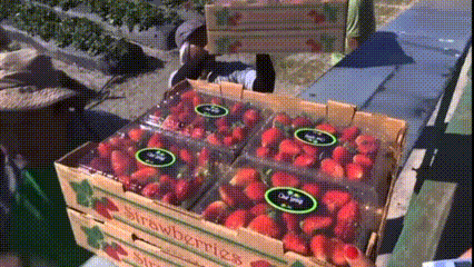  Keajaiban Pertanian California di Tengah Krisis Air: Dari Stroberi hingga Teknologi Masa Depan