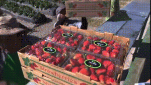  Keajaiban Pertanian California di Tengah Krisis Air: Dari Stroberi hingga Teknologi Masa Depan