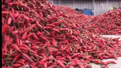  Industri Rempah Global Terancam? Ini Peran Vital “Emas Dapur” bagi Rantai Pangan Dunia