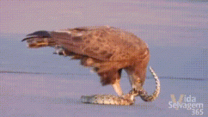 Detik-Detik Menegangkan: Rekaman Serangan Burung Pemangsa Ungkap Keganasan Alam Liar