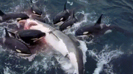  Pertarungan Predator Laut Jepang: Orca vs Hiu Putih Besar, Siapa Penguasa Sebenarnya?