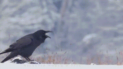 Burung Gagak Ternyata Jauh Lebih Cerdas dan Misterius dari yang Dibayangkan