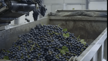  Proses Pembuatan Jus Anggur Ungu di Pabrik Modern
